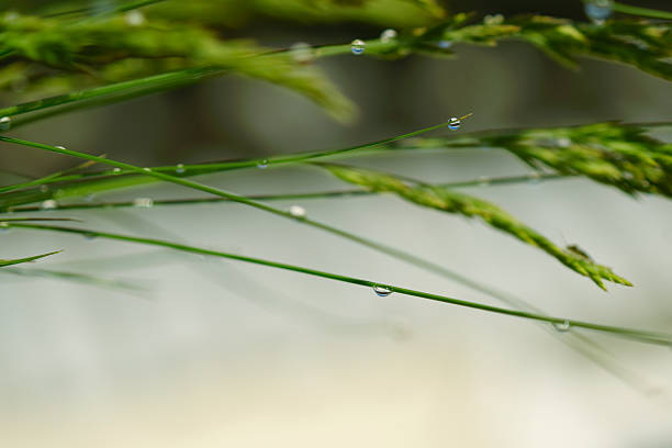 après la pluie, gouttes d’eau sur herbe