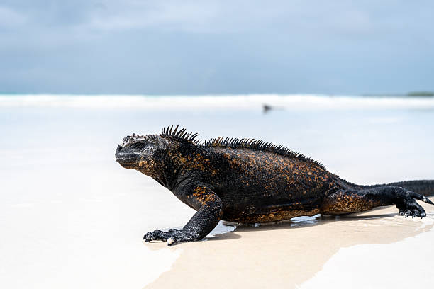 istock Marine iguana basking on Tortuga Bay beach, Galapagos, Ecuador 2214999702