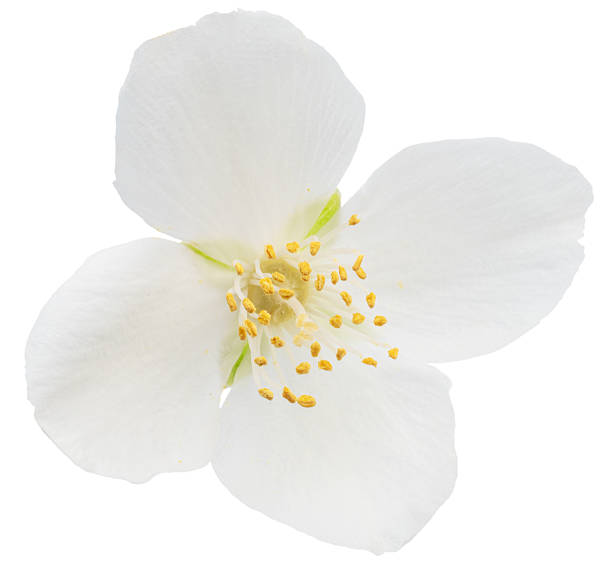 istock Delicate jasmine flower isolated on white background. File contains clipping path. 2215000069