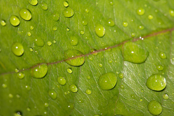 Rose leaf with rain water dew drops close up fresh