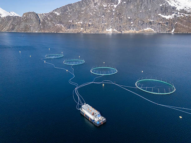 istock Fish Farm with Floating Nets in Scenic Mountain Lake 2215000987