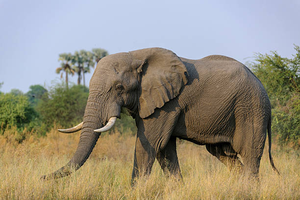 istock Magnificent african bush elephant (Loxodonta africana) bull in typical environment. Selinda. Okavango Delta. Botswana 2215001174