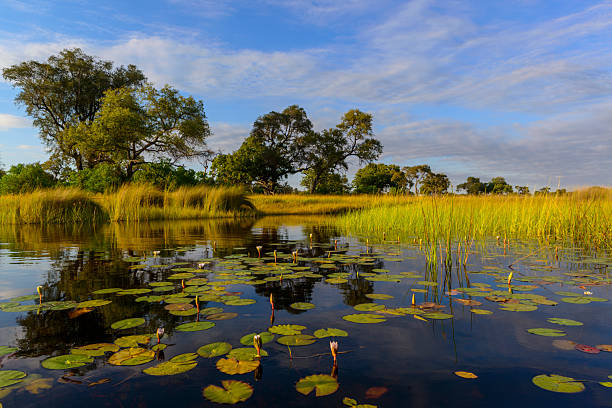 Wetlands, Moremi Game Reserve, Okavango Delta, Botswana