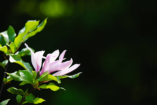 Yellow Magnolia after rain