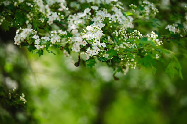 Delicate white hawthorn flowers bloom along a slender branch, surrounded by soft-focus greenery in a tranquil spring forest. The fresh, vibrant scene evokes a peaceful and renewing atmosphere in nature.