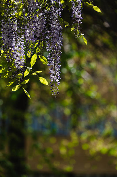 Cascading clusters of purple wisteria flowers hang from a lush green canopy atop a pergola, partially shaded by wooden beams. The contrast between the vibrant blossoms and dark structure creates a striking springtime scene filled with texture and elegance.