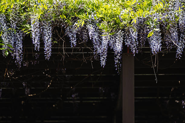 Cascading clusters of purple wisteria flowers hang from a lush green canopy atop a pergola, partially shaded by wooden beams. The contrast between the vibrant blossoms and dark structure creates a striking springtime scene filled with texture and elegance.