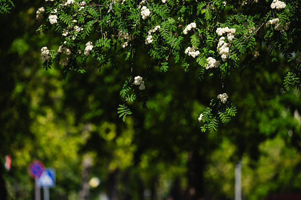White clusters of rowan tree blossoms hang gracefully over a shaded city street, surrounded by lush green foliage. The contrast between nature and the soft-focus urban background evokes a sense of tranquility amidst city life. Dappled sunlight enhances the richness of the scene.