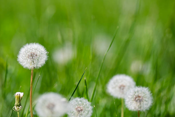 A vast meadow filled with dandelions in their fluffy seed stage, stretching into the soft-focus background. The white seed heads contrast with the vibrant green grass, creating a dreamy, ethereal spring landscape. The scene evokes a sense of peace and natural beauty.