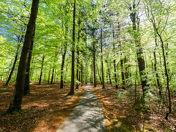 Boswachterij Grolloo is een prachtig natuurgebied in het Hart van Drenthe, gelegen tussen de dorpen Grolloo, Elp en Schoonloo. Het gebied kenmerkt zich door een afwisseling van bossen, heidevelden en vennen, en biedt volop mogelijkheden voor wandelen, fietsen en recreatie. ￼