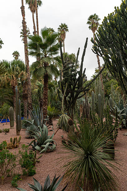 istock Exploring a lush cactus garden in Morocco surrounded by tall palms 2215007084