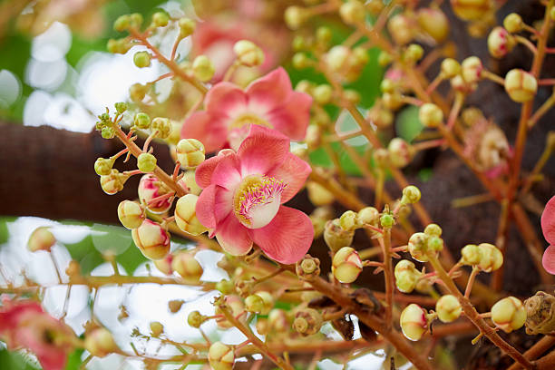 istock Close-up view of pink Cannon-ball tree blooming on tree 2215008355