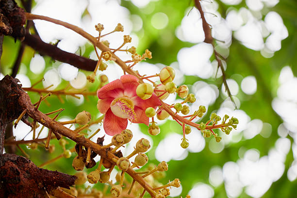 Close-up view of pink Cannon-ball tree blooming on tree