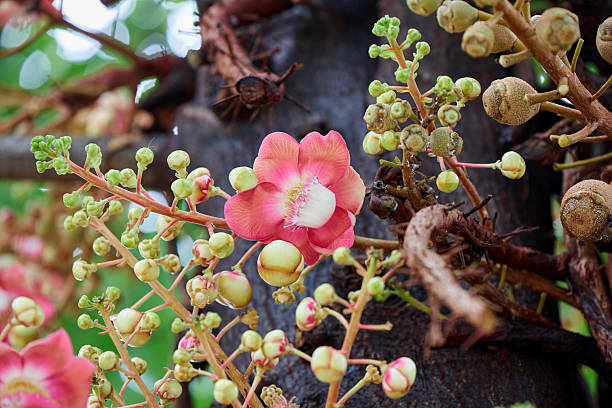 istock Close-up view of pink Cannon-ball tree blooming on tree 2215008361