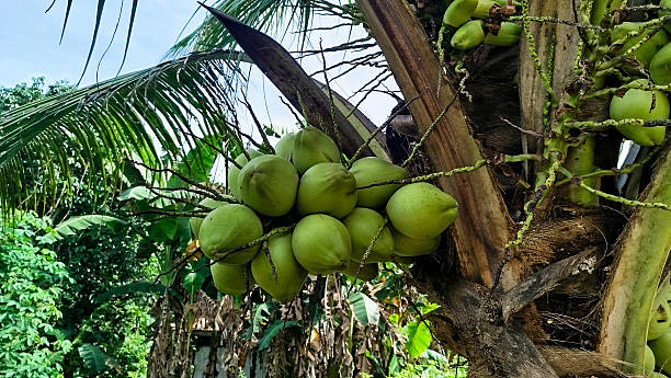 istock Green coconut at tree. fresh coconut 2215009022