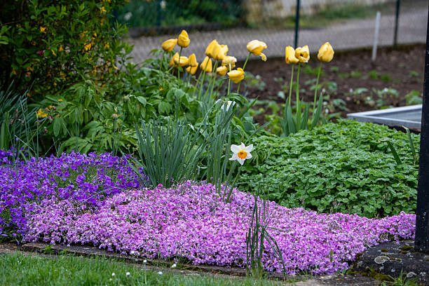 Composed of mauve phlox, tulips, daffodils and narcissi.