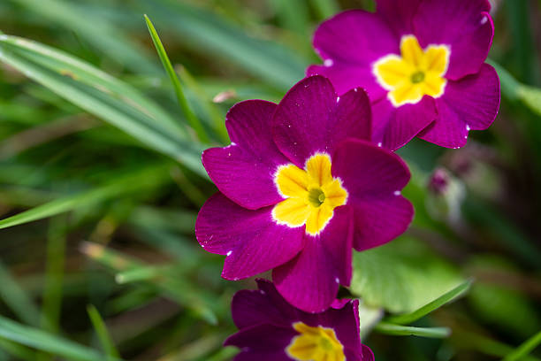 A perennial heralding the return of spring.