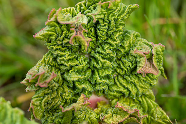stalks of colorful rhubarb