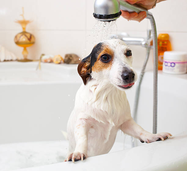 istock Jack Russell Terrier taking a shower in bathtub 2215009758