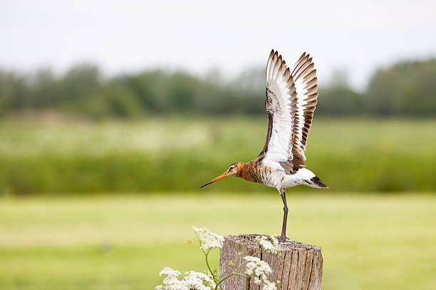 L 37-42cm, WS 63-74cm.\nBreeds on extensive wet meadows, grassy marshes, boggy moorland. \nOn passage and in winter, frequents mainly estuaries, saltings, coastal mudflats and lagoons; also inland marshes.\n \nThis beautiful wader is a quite common breeding Bird in the Netherlands in the described Habitats. \n\nThe Picture is made in the Polder Arkemheen (the Netherlands) in Spring 2025.