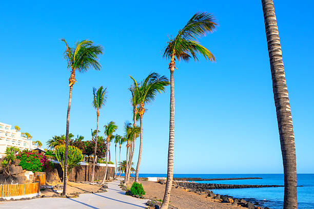 istock Coastal walkway lined with swaying palm trees 2215009971