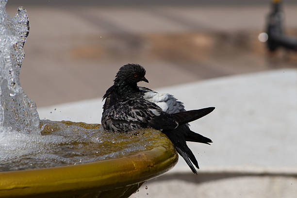 the funny tousled dove washes in a puddle