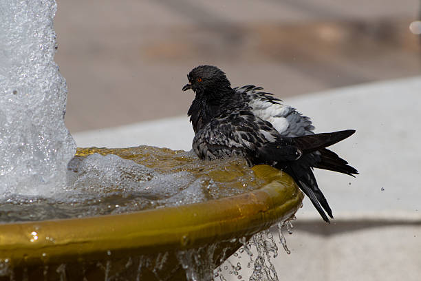 istock Pigeon Bathing in a Fountain 2215012453