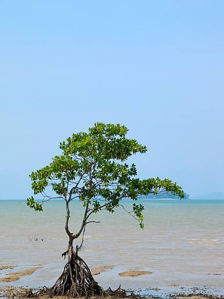 A lonely tree at the beach side isolated on sea and blue sky background