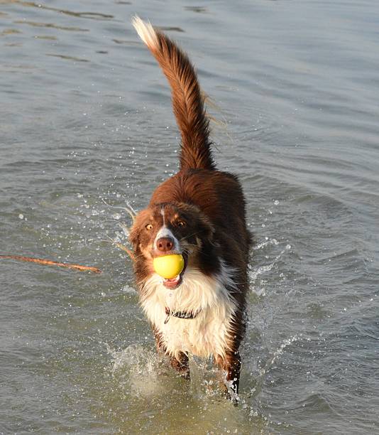 istock energetic border collie dog playing on a sunny ocean beach landscape 2215012884