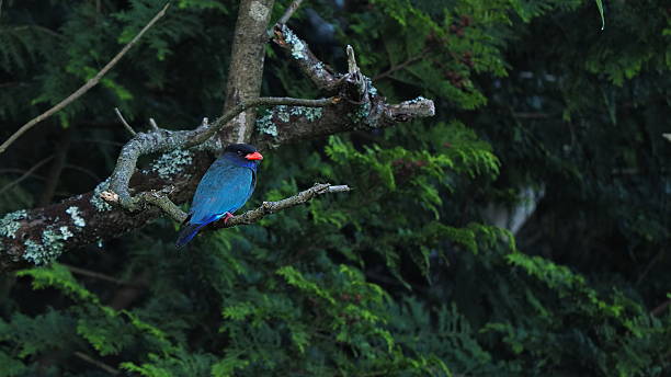 istock Dollarbird (Eurystomus orientalis) Perched on Branch in Kibichuo, Okayama Prefecture, Japan 2215014705
