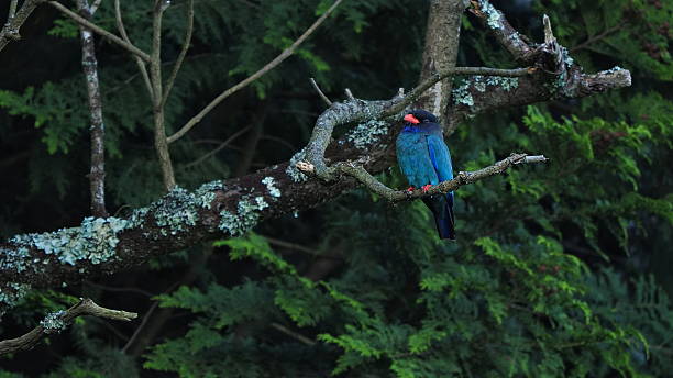 istock Dollarbird (Eurystomus orientalis) Perched on Branch in Kibichuo, Okayama Prefecture, Japan 2215014752