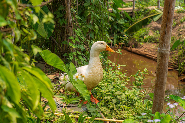 White duck in a free range farm in Thailand