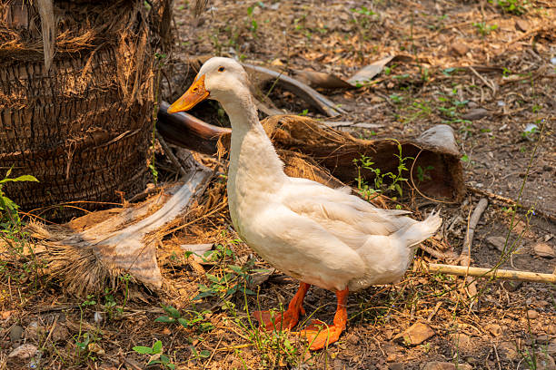 White duck in a farm in Thailand