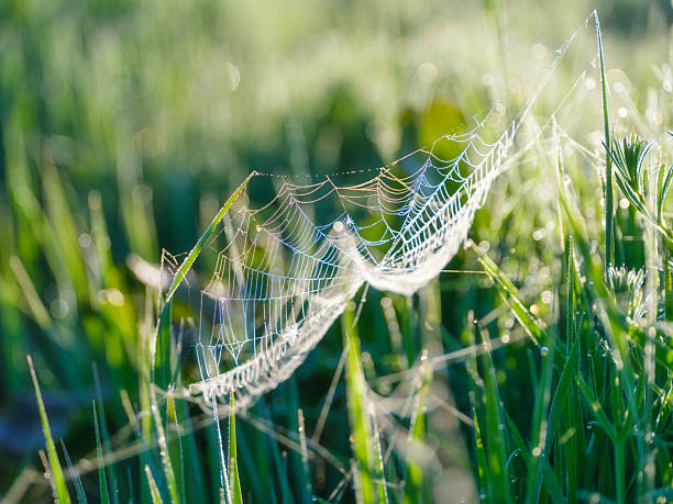 Cobweb on blurred grass background. Morning dew on cobweb. Foggy morning. Photo for background, postcards, wallpapers.