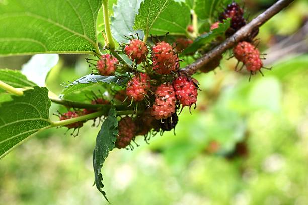 istock Mulberry fruits. Moraceae deciduous fruit tree. 2215017952