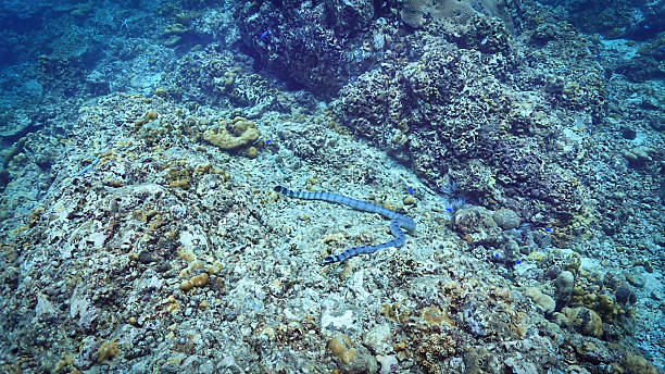 istock Banded Sea Snake at a coral reef 2215018323