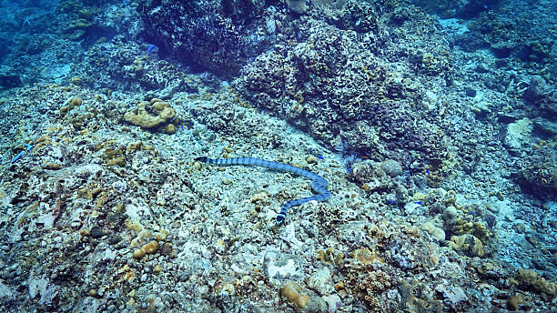 istock Banded Sea Snake at a coral reef 2215018324