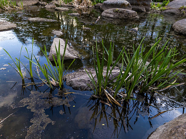 istock A small pond with rocks and plants in it 2215021806