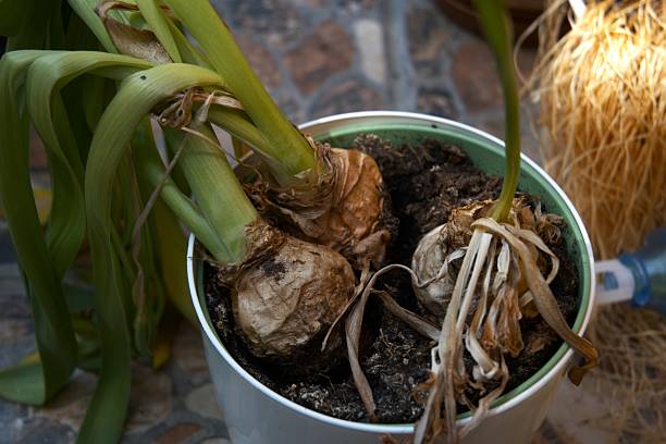 istock Hyacinth flower bulbs in pots 2215022801