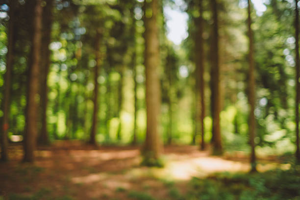 Blurred or defocused nature forest background or wallpaper. Blurry trees, green vegetation, specular highlights, bokeh, no people