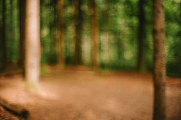 Blurred or defocused nature forest background or wallpaper. Blurry trees, green vegetation, specular highlights, bokeh, no people