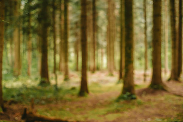 Blurred or defocused nature forest background or wallpaper. Blurry trees, green vegetation, specular highlights, bokeh, no people