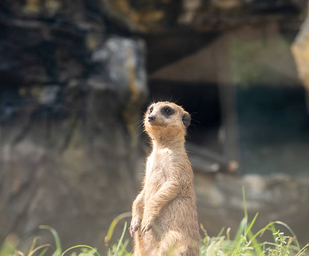 istock Curious grassland lookout mongoose 2215024809