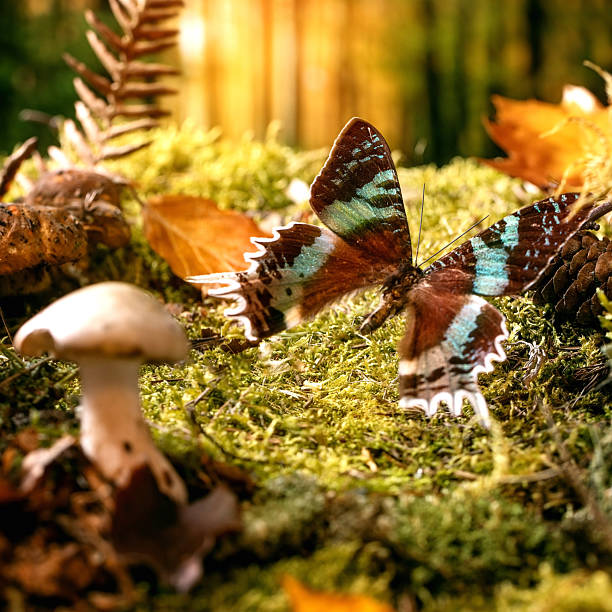 Fairy tale ambiance magical autumn forest background