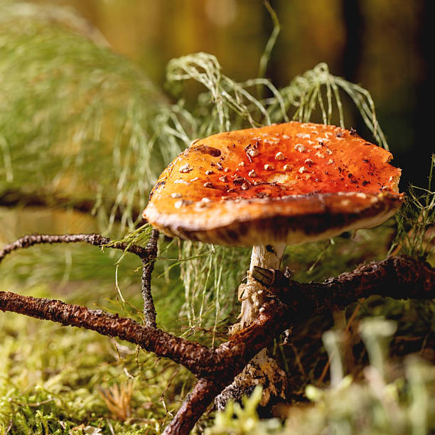 Fairy tale ambiance magical autumn forest background
