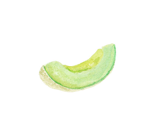 istock Watercolor illustration of a melon 2215029278