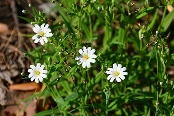 istock Close-up of Chickweed Blossoms in a Meadow 2215030746