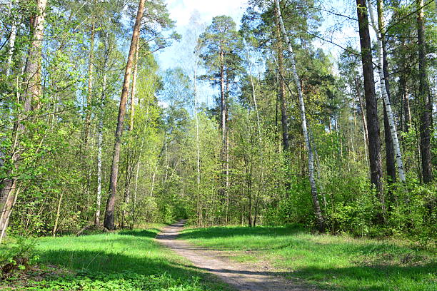 A sunny pathway through a lush green forest with green grass and pine trees