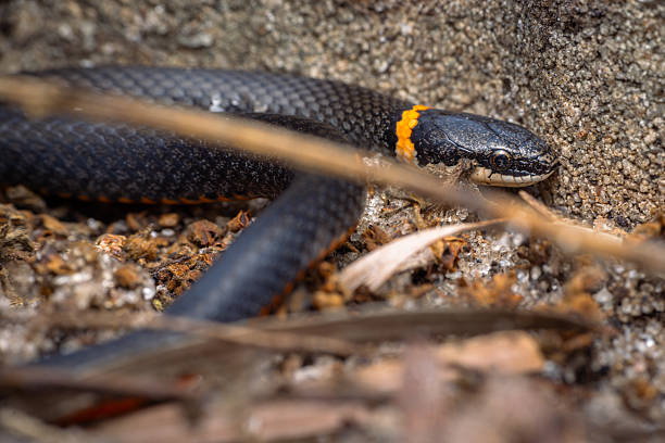 istock Small Orange Ring Necked Snake in the sand 2215032298
