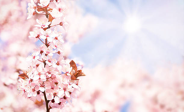 istock Blooming cherry tree with flowers in full bloom on sky, sun background. 2215033388